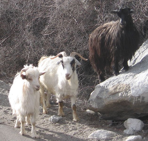 Cashmere goat breeders on wool.ca