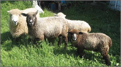 Cotswold Sheep Breeders Listing on CCWG