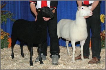 East Friesian Diary Sheep breeders listing on wool.ca