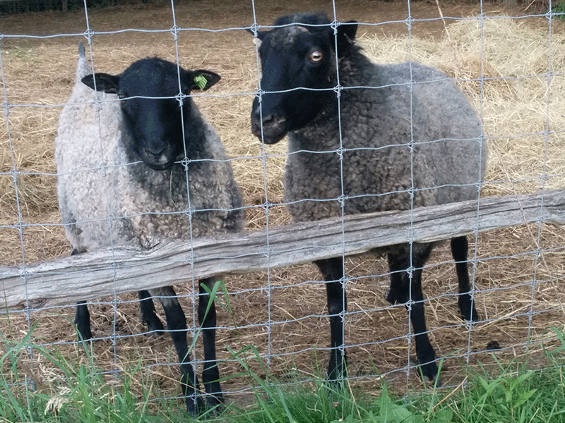 pair of Gotland sheep on the breeders listing on wool.ca