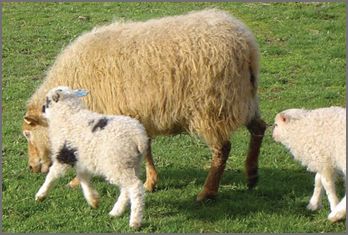 Icelandic sheep breeders listing on wool.ca
