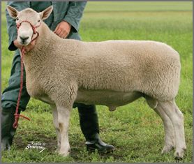 North Country Cheviot Sheep  photo