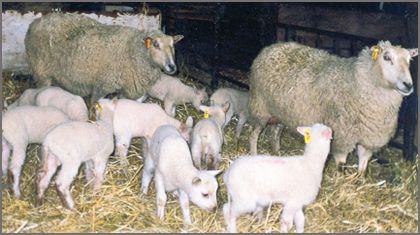 Rideau Arcott sheep breeders listing