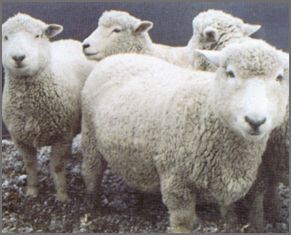 Romney sheep breeders listing