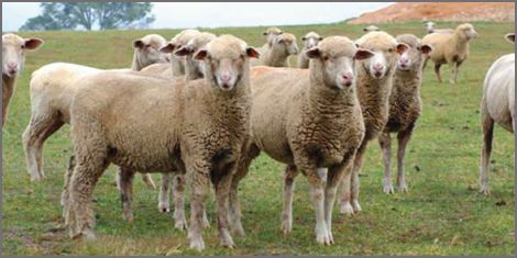 South African Meat Merino Sheep breeders listing