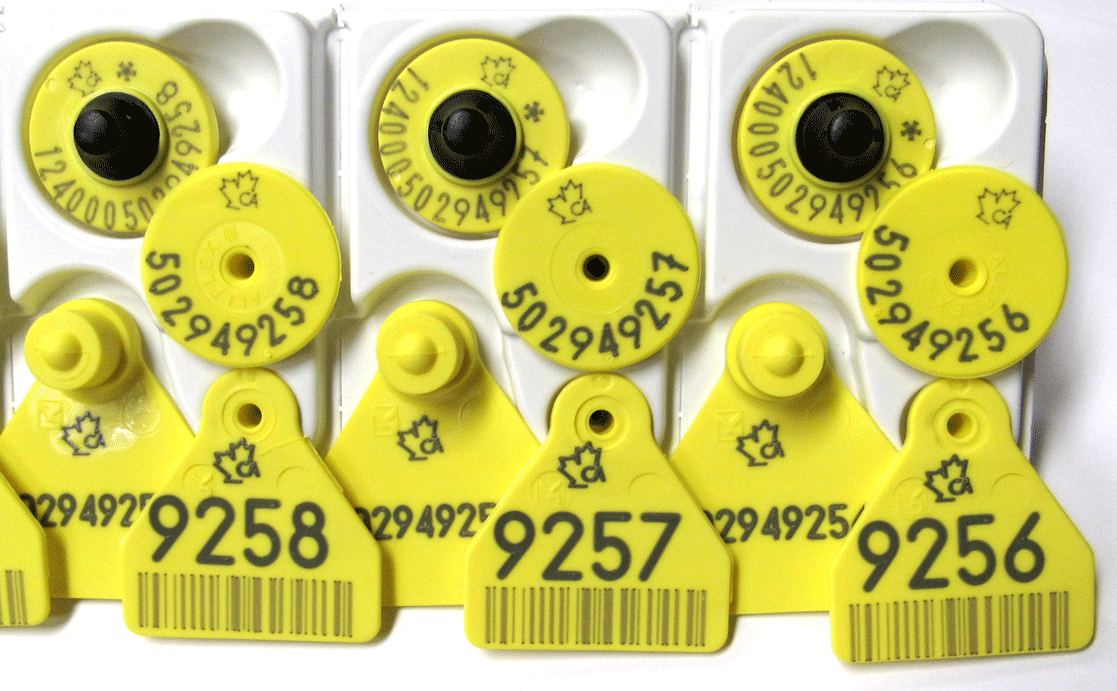 Allflex RFID double tags for sheep