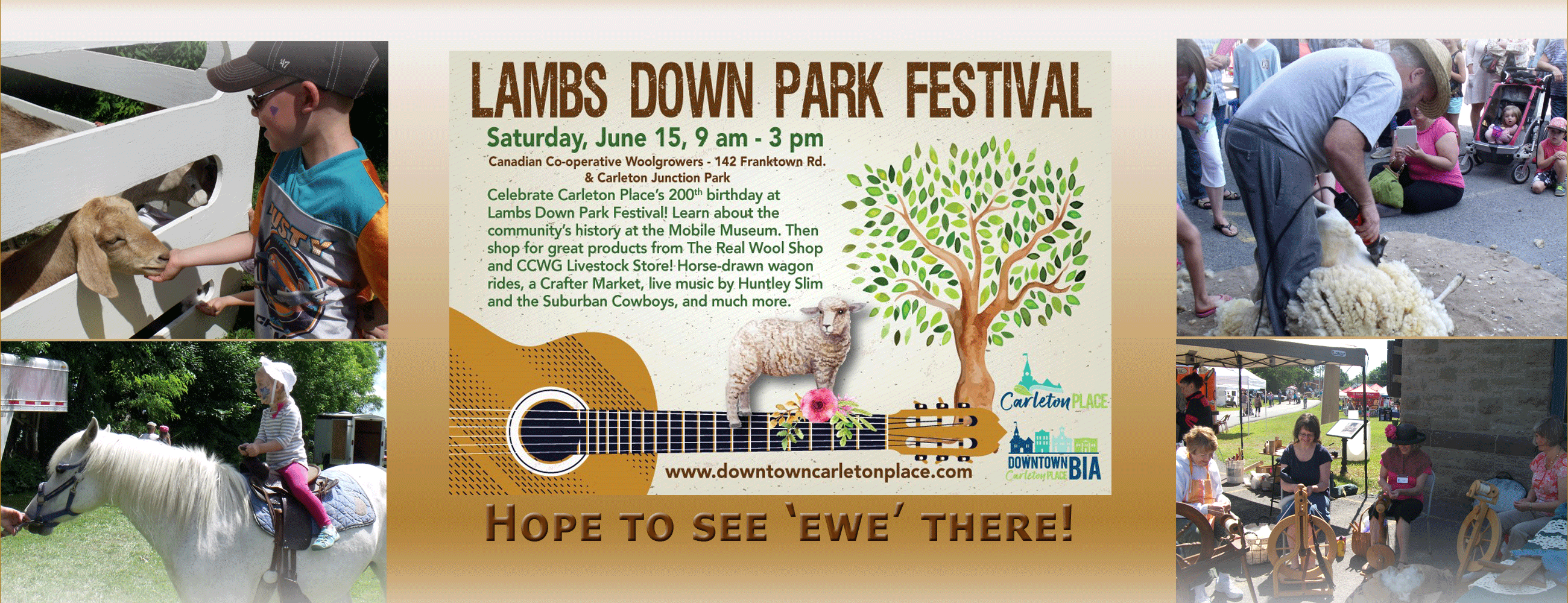 Ile De France Sheep Canadian Cooperative Wool Growers Limited