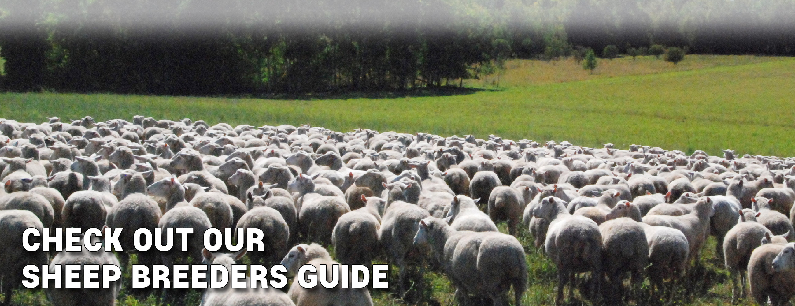 Canadian Cooperative Wool Growers Limited Canadian Cooperative Wool