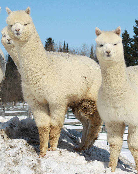 Alpaca  Canadian Co-operative Wool Growers Limited