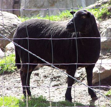 Black Welsh Mountain sheep - ewe