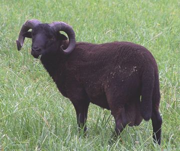 Black Welsh Mountain sheep - ram