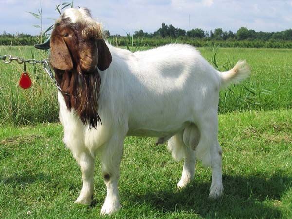 Boer Goat breeders listing on wool.ca