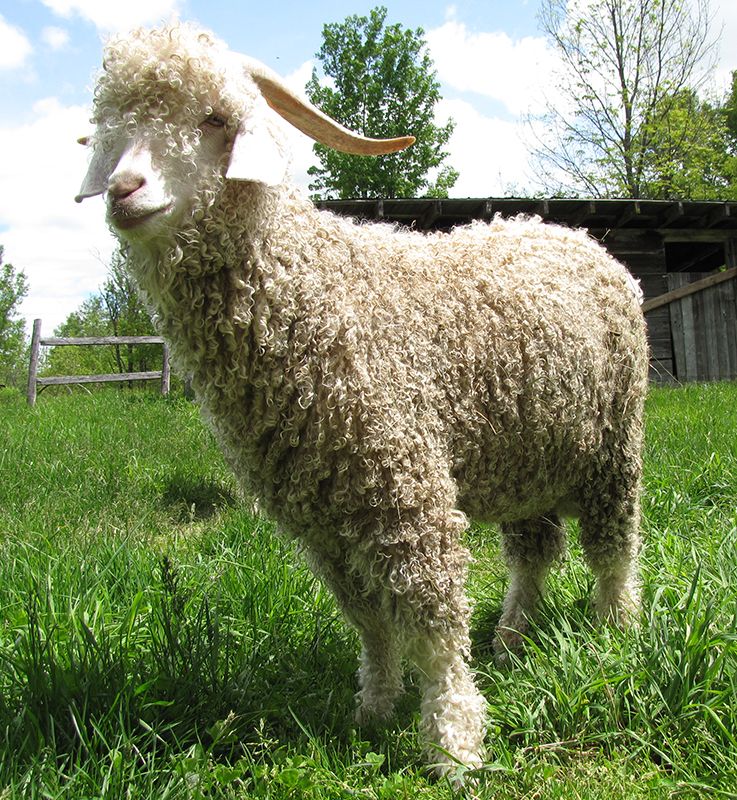 Angora goat breeders listing & info on wool.ca