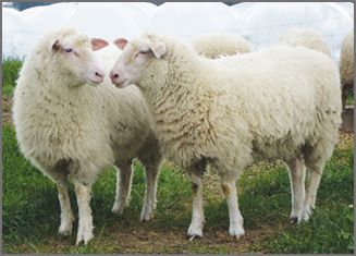 British Milk Sheep breeders listing