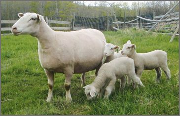 Canadian Arcott sheep breeders