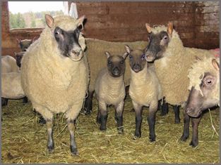 Clun Forest Sheep breeders listing