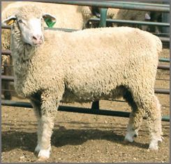 Columbia Sheep 