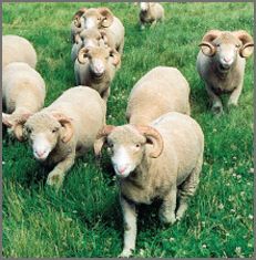 Horned Dorset sheep breeders listing on wool.ca