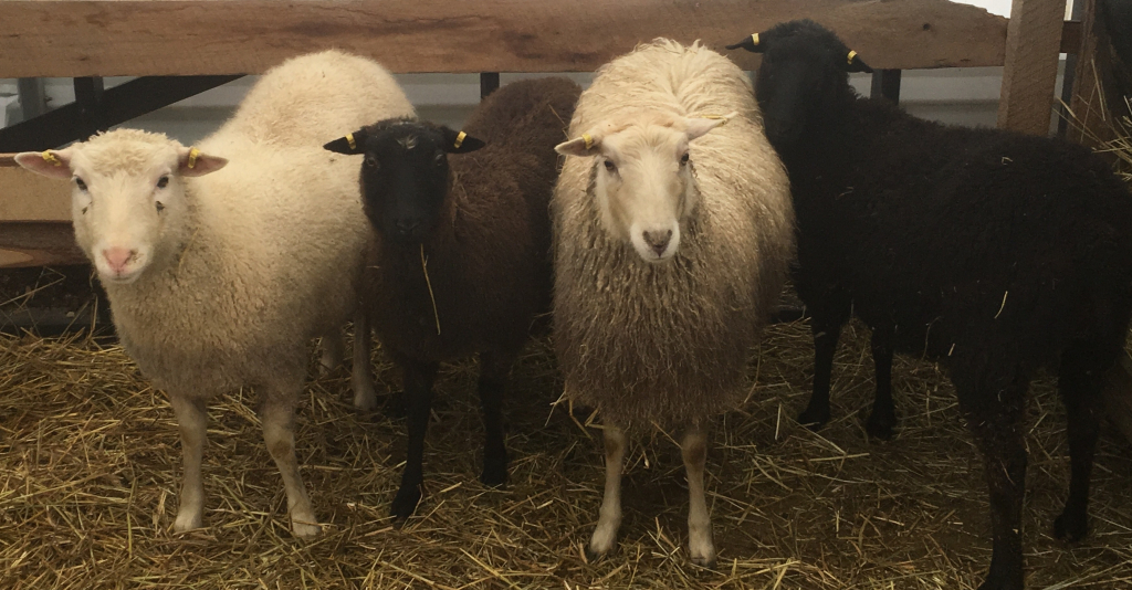 Finn sheep breeders listing on wool.ca