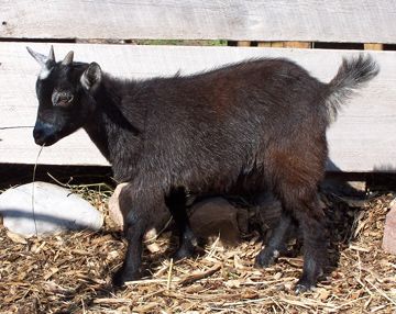Pygmy Goats breeder listing on wool.ca
