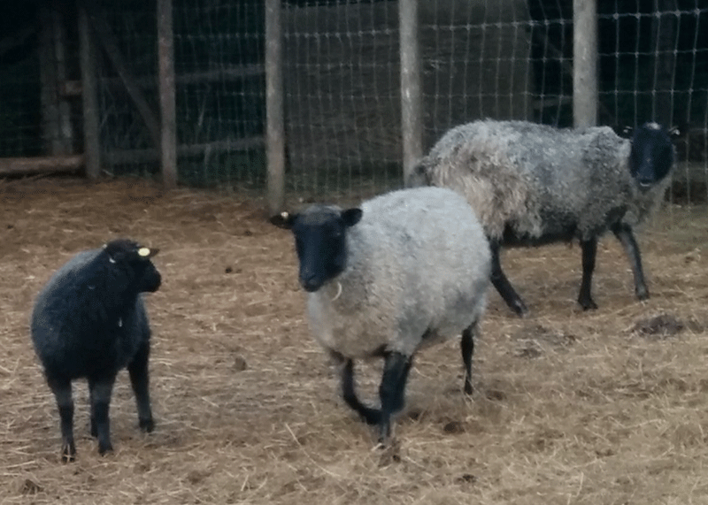 Gotland sheep on wool.ca