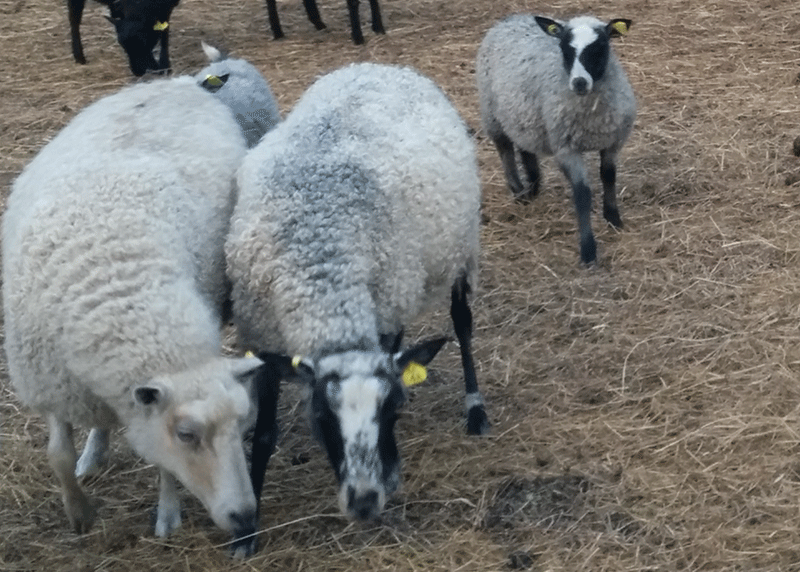 Gotland sheep breeders on wool.ca