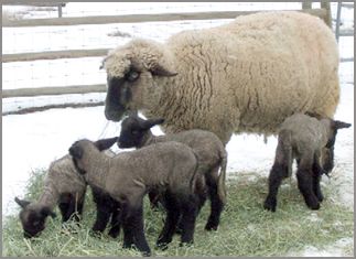 Hampshire sheep breeders listing