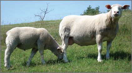 Ile De France sheep breeders listing