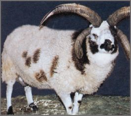 Jacob sheep breeders listing