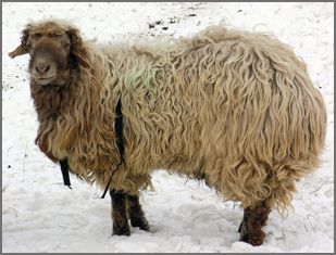 Karakul sheep breeders on wool.ca