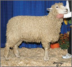 Lincoln sheep breeders listing