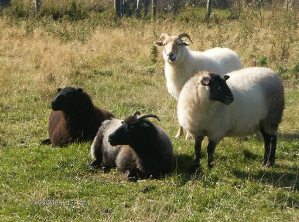 Newfoundland Sheep photo on wool.ca