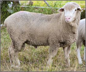 Rambouillet sheep breeders listing
