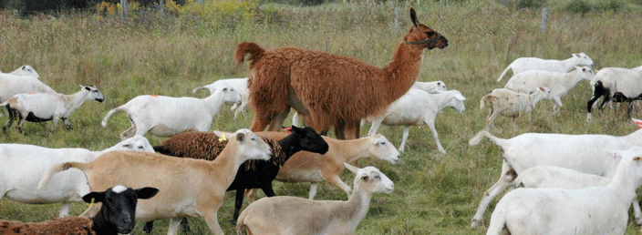 mixed Sheep breeds