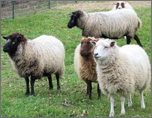 Shetland sheep breeders listing in Canada